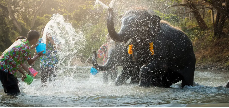 Diselidiki, Gajah Stres Membunuh Turis Spanyol di Thailand Selatan